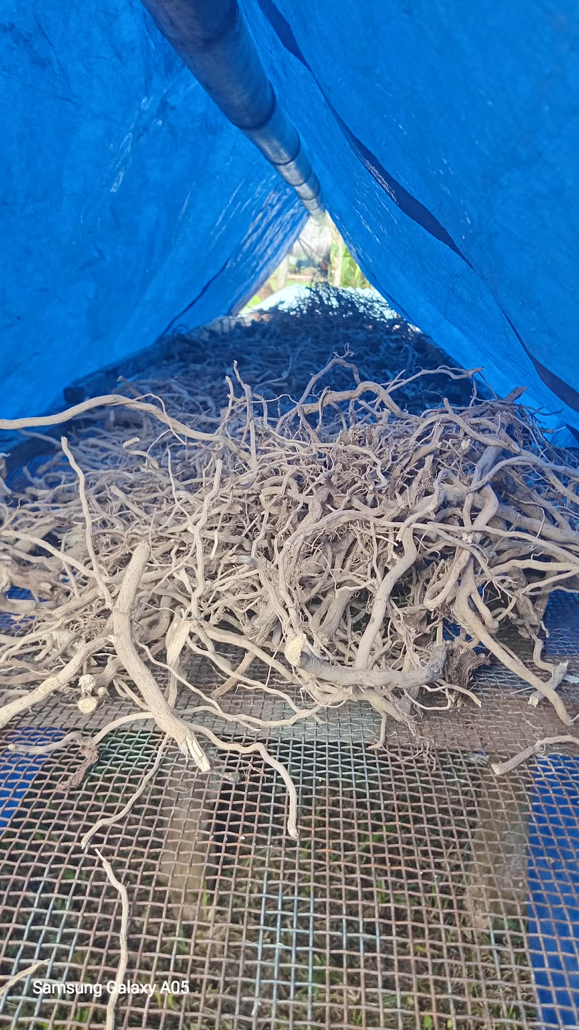 Kava Roots